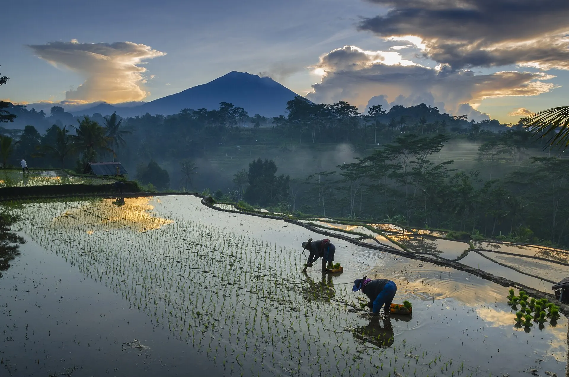 Rice planting in the shadow of Mount Agung. Bali's highest volcano, and its most sacred.