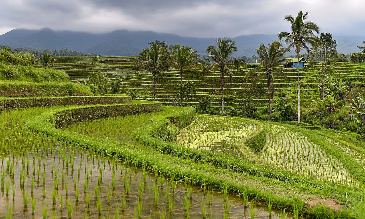 Jatiluwih rice terraces. Part of the subak irrigation landscape, a UNESCO World Heritage site.